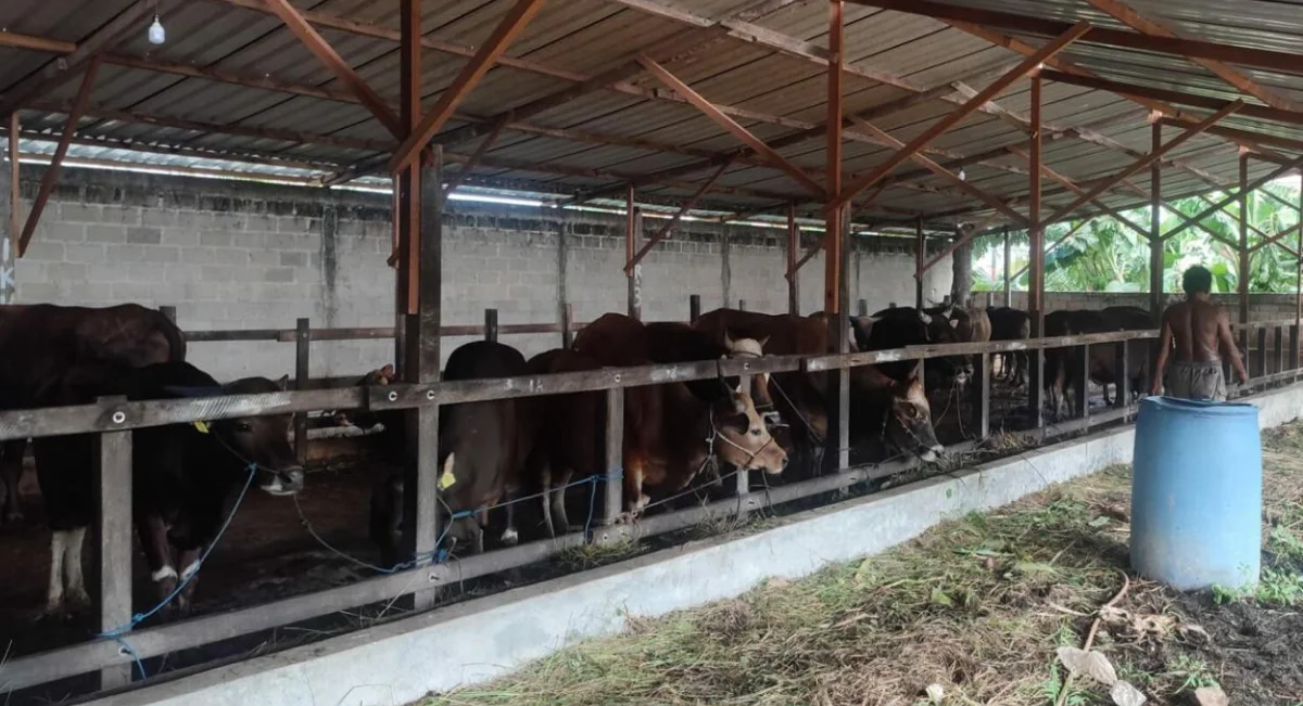 Hari Besar Idul Adha Jadi Momentum Kukar Dorong Kemandirian Peternak Lokal