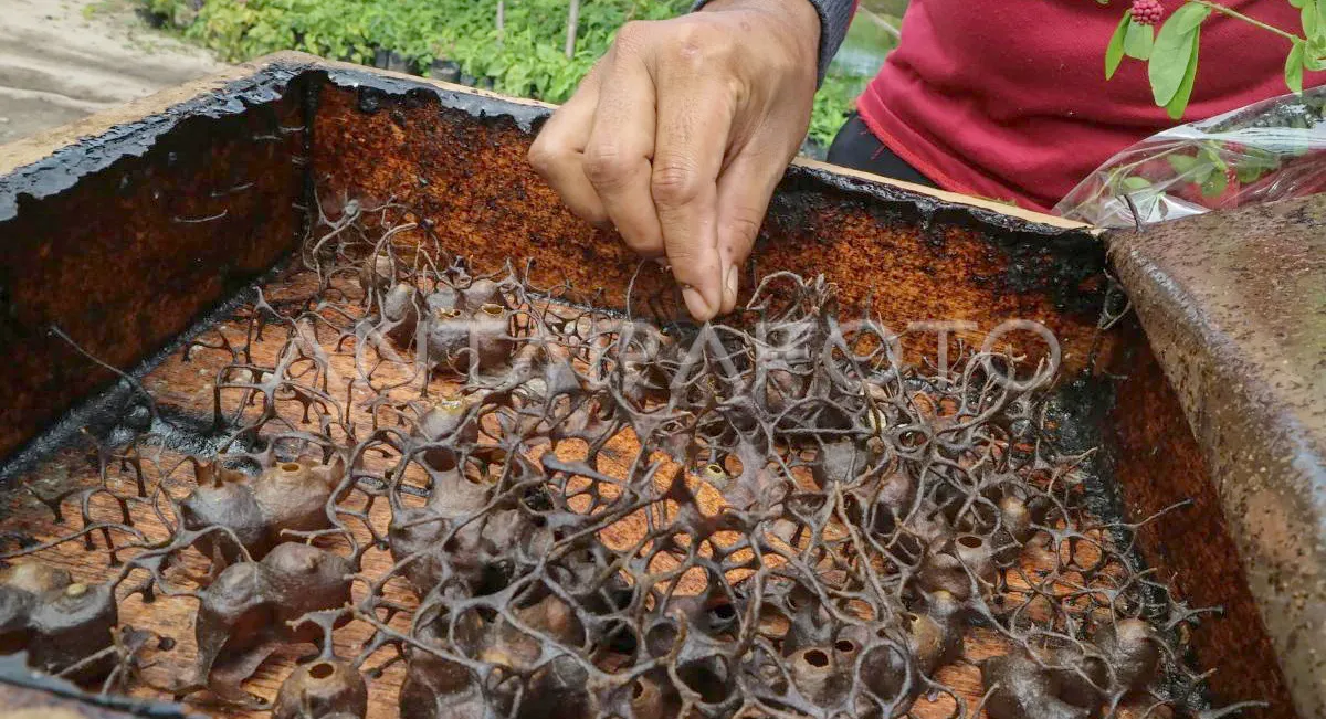 Madu Kelulut Jadi Jadi Pendapatan Ekonomi Alternatif Warga Desa Teluk Dalam