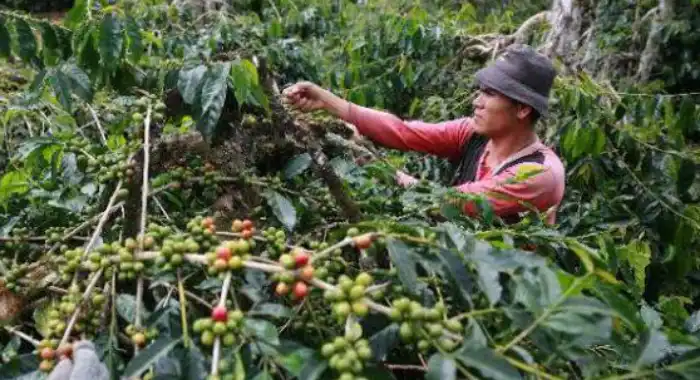 Kohiman, Simbol Pemberdayaan Warga Melalui Kopi Asli Muara Kaman