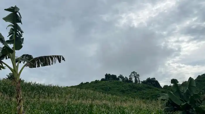 Petani Maluhu Panen Jagung dan Ikan, Bupati Kukar Apresiasi Peningkatan Pangan Lokal